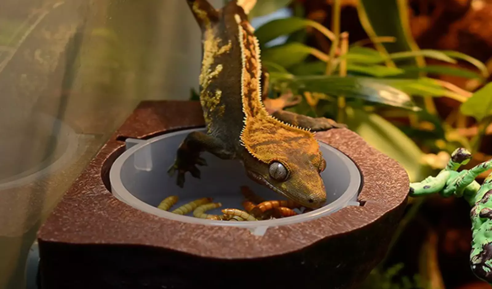 3-ways-to-Know-If-your-Crested-Gecko-Is-Eating
