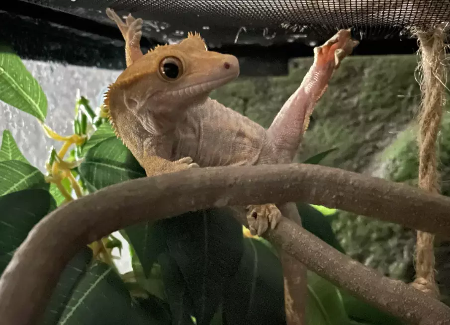 Are-Crested-Geckos-Endangered