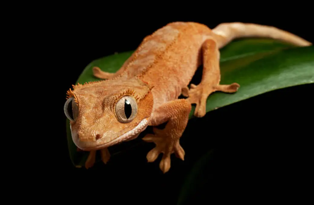 Are Crested Geckos Poisonous