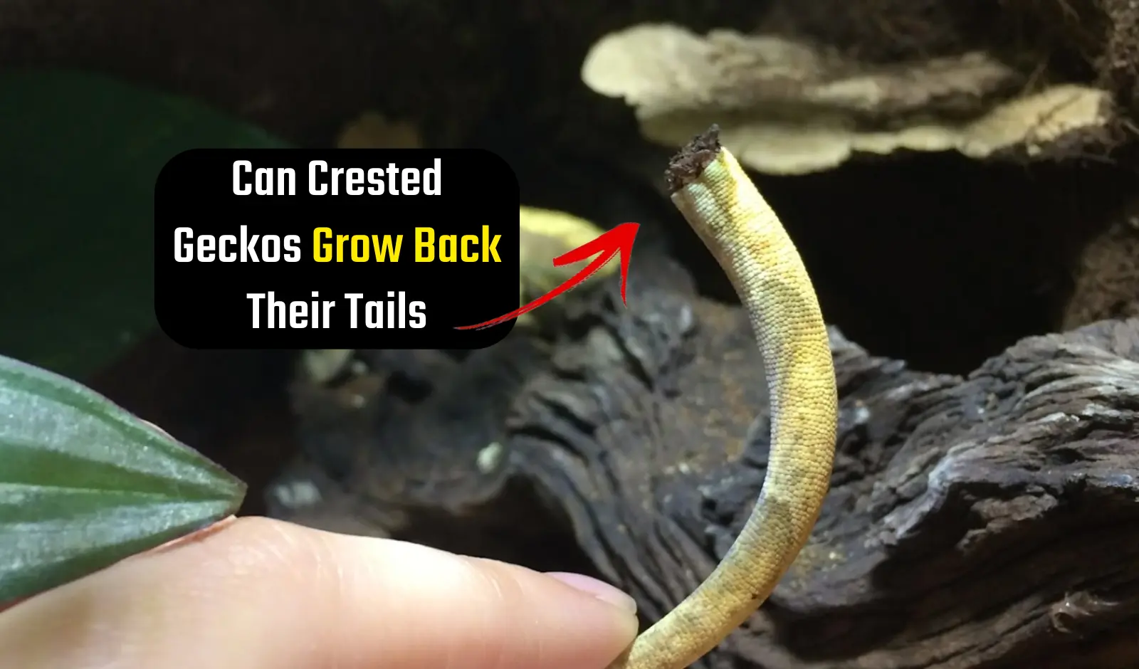 Can-Crested-Geckos-Grow-Back-Their-Tails