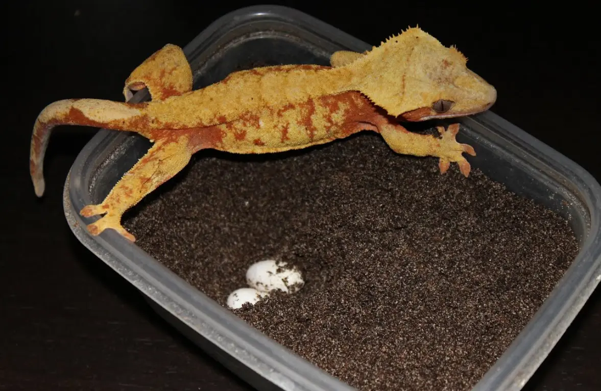 Can Female Crested Geckos Reproduce Baby without a male