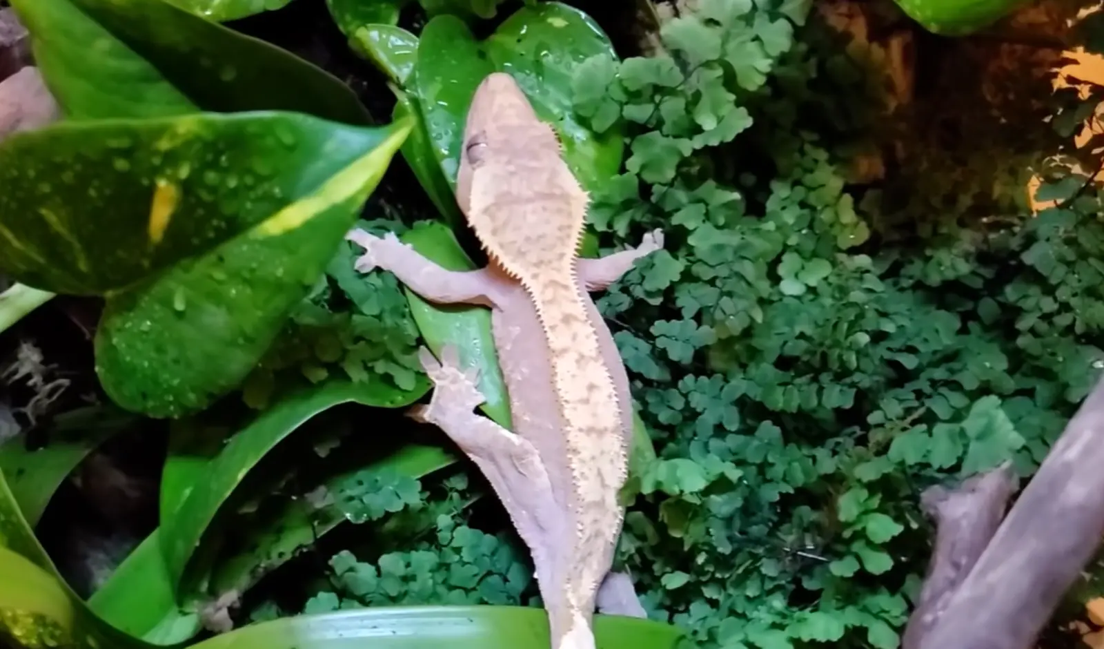 Can-I-Keep-a-Crested-Gecko-And-a-Giant-Day-In-a-Tank