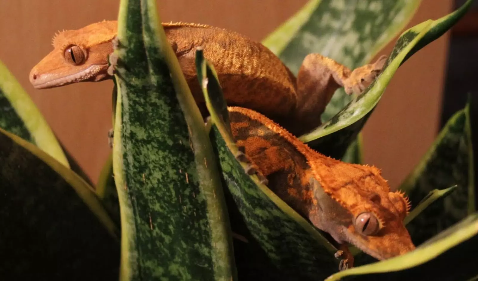 Can-Two-Crested-Geckos-Live-Together