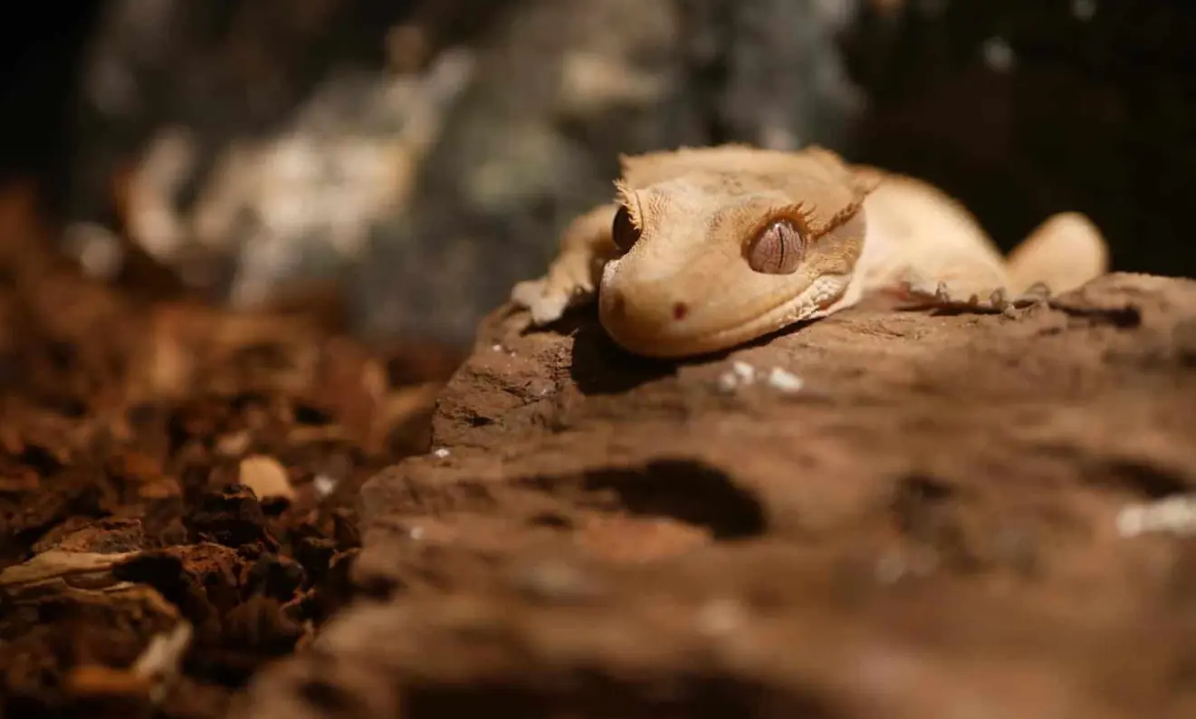 Can you wake Crested Gecko during the day