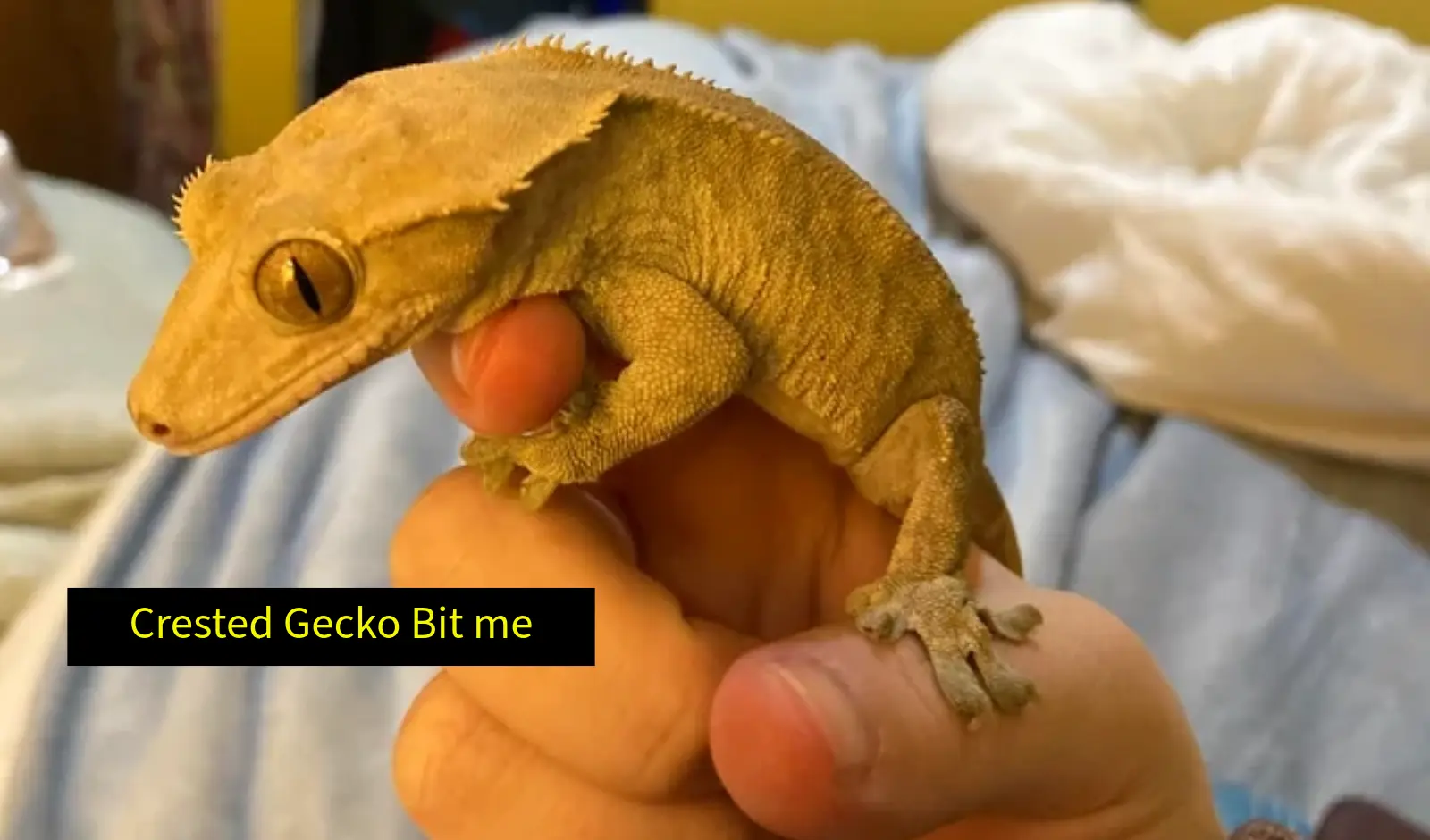 Crested-Gecko-Bit-Me-Now-What-Should-I-Do