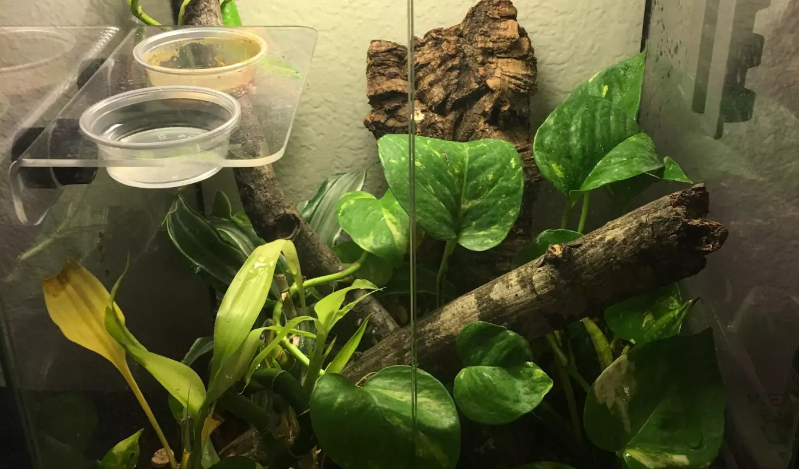 Crested-Gecko-Humidity-Guide