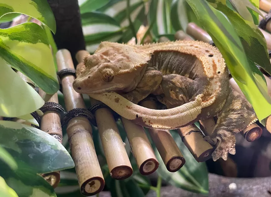 Crested-Gecko-Sleeping