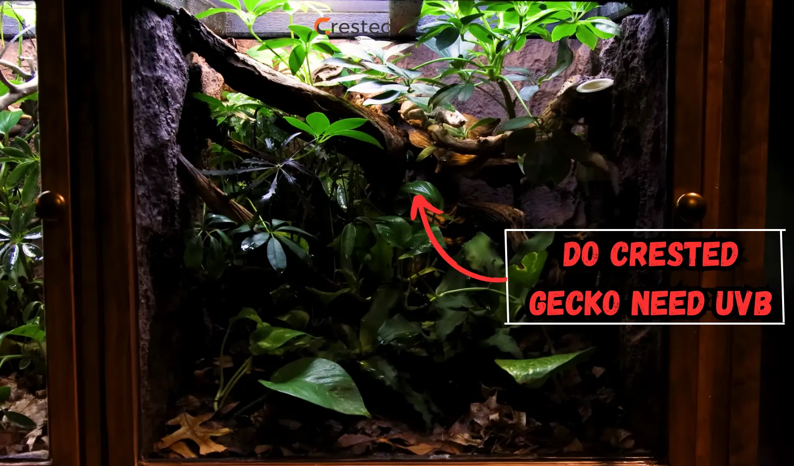 Do-Crested-Geckos-Need-UVB
