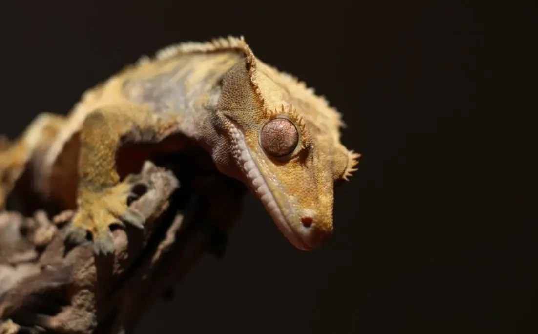 Do’s and Dont’s with Crested Geckos (Care List)
