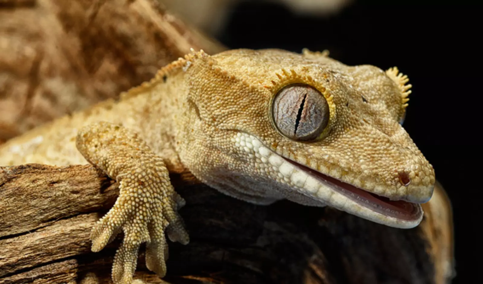Feeding-Your-Crested-Gecko-a-Natural-Diet