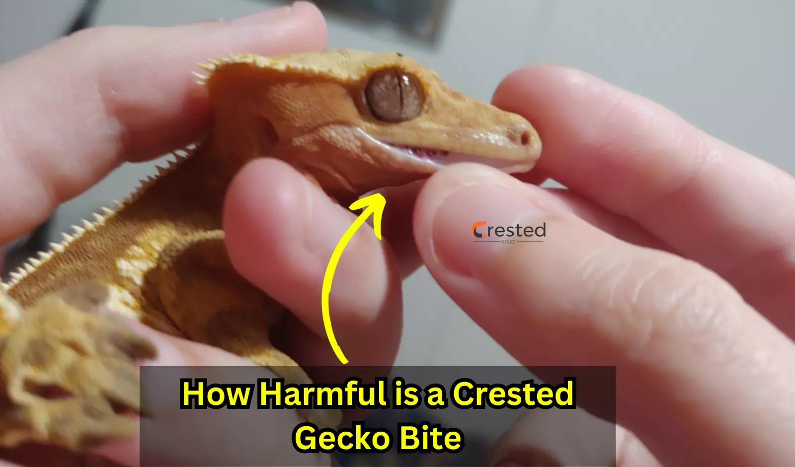 How-Harmful-is-a-Crested-Gecko-Bite