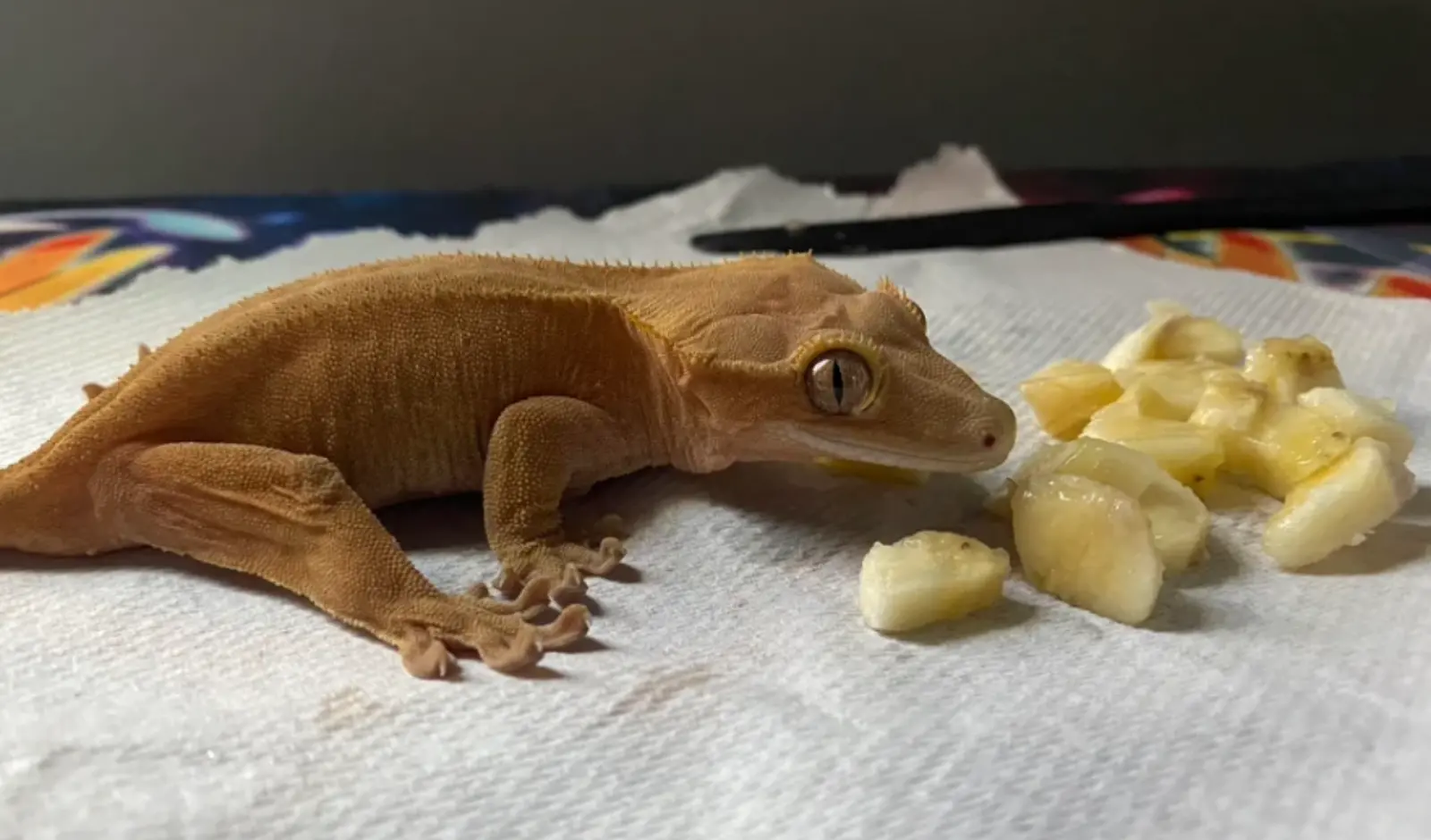 How-Often-To-Feed-Crested-Gecko