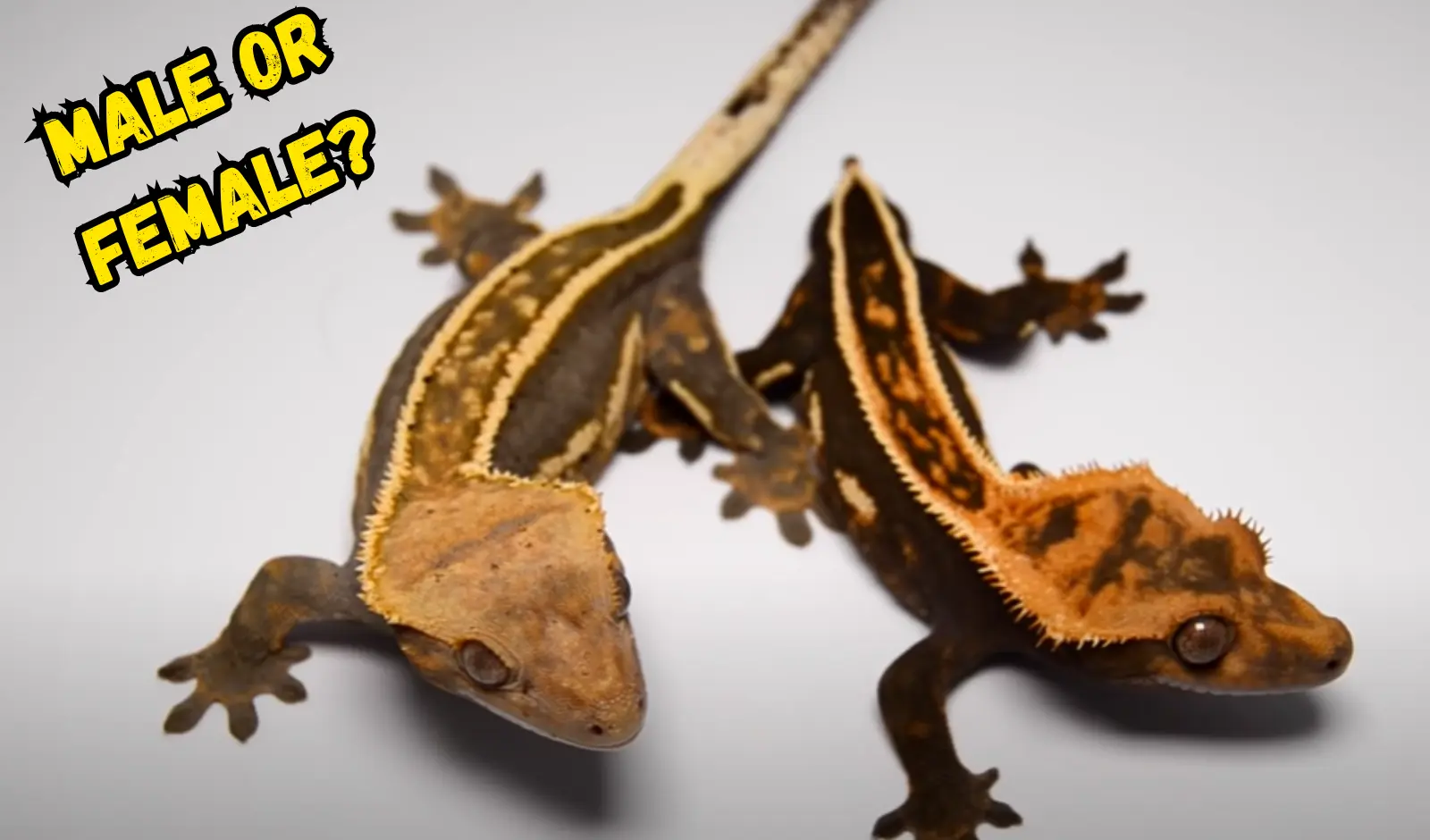 How-To-Identify-Crested-Gecko-Gender