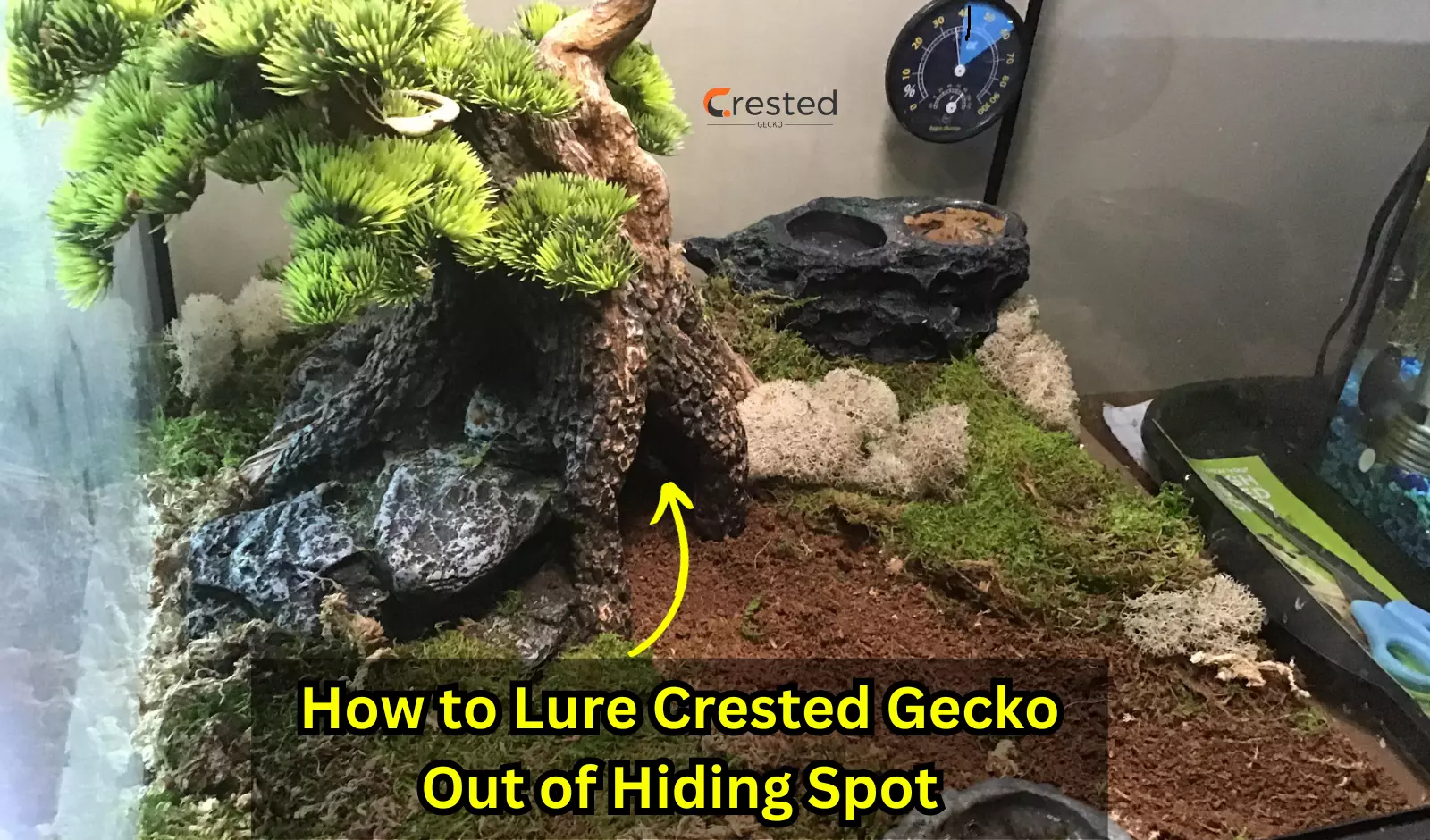 How-To-Lure-Your-Crested-Gecko-out-of-Hiding-Place
