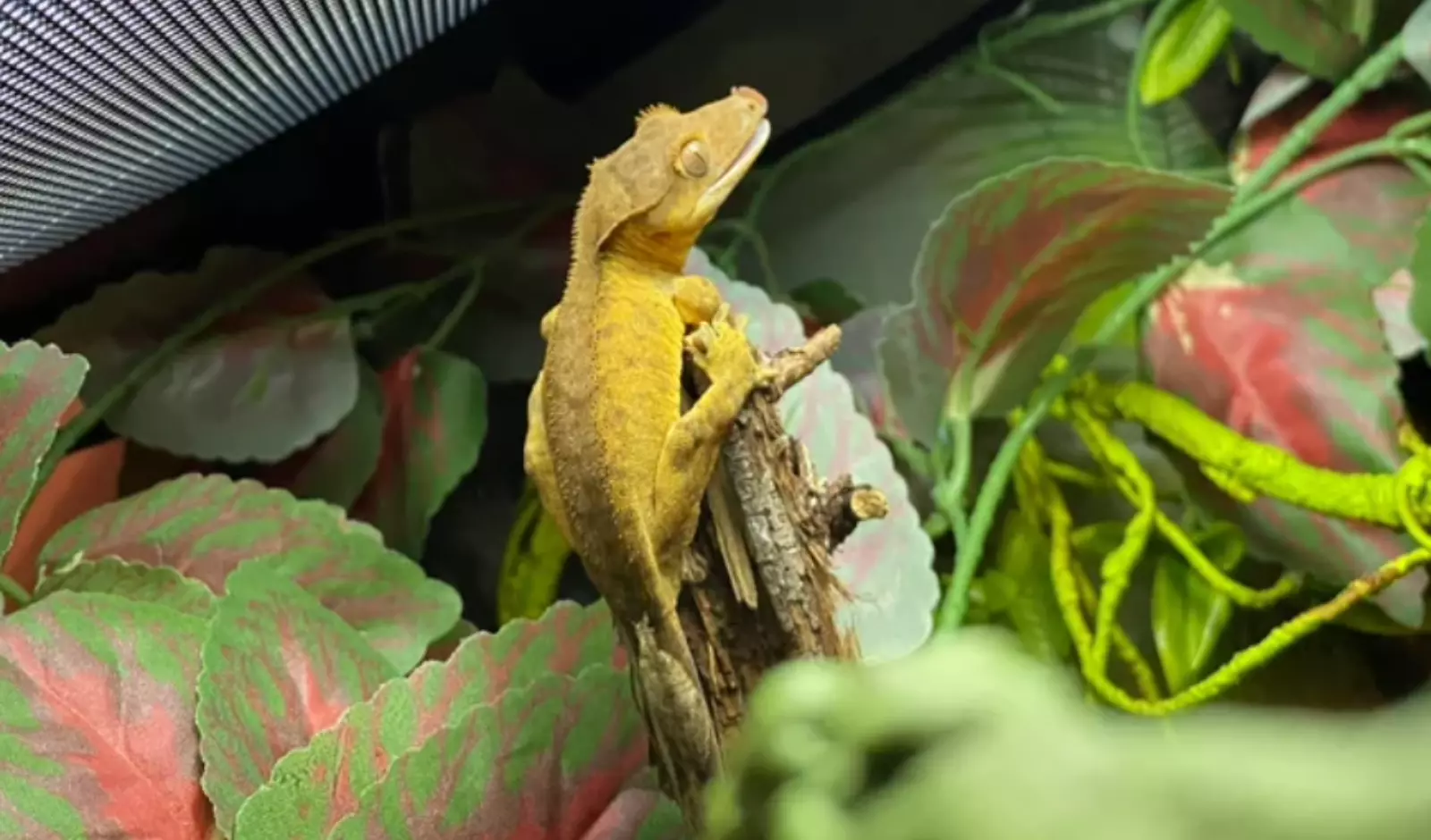 Is-Crested-Gecko-A-Good-Pet