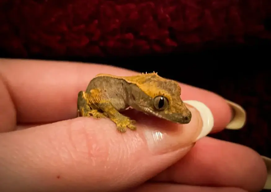Is It Okay If I Don't Handle My Crested Gecko