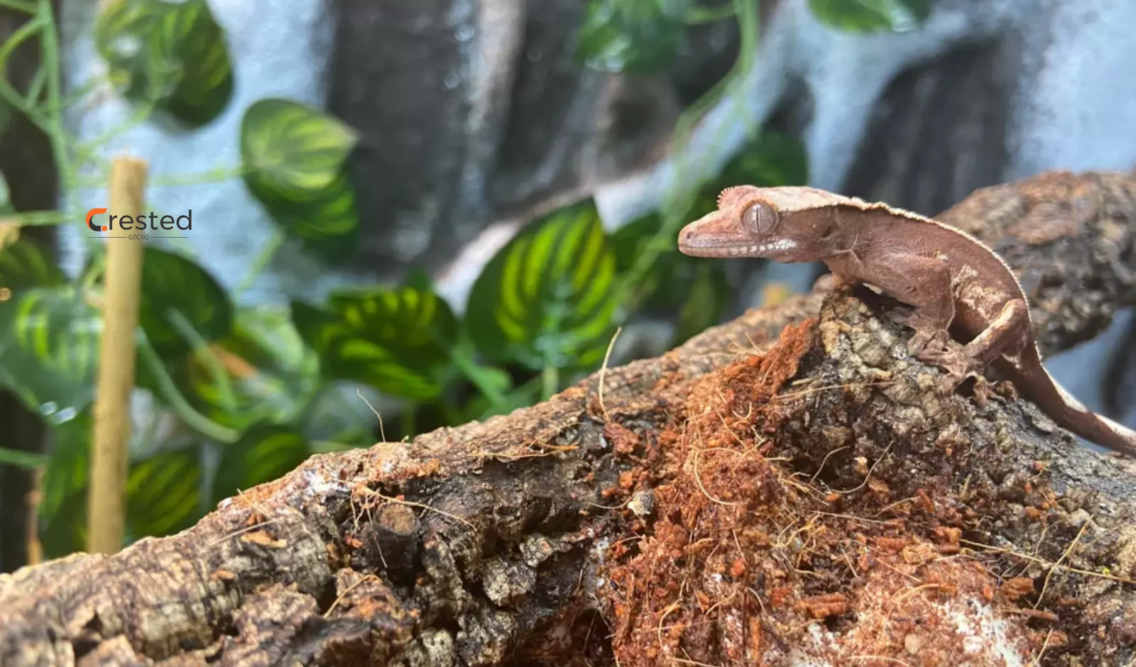 Is-it-Normal-For-My-Baby-Crested-Gecko-to-Become-Paler-Over-Time