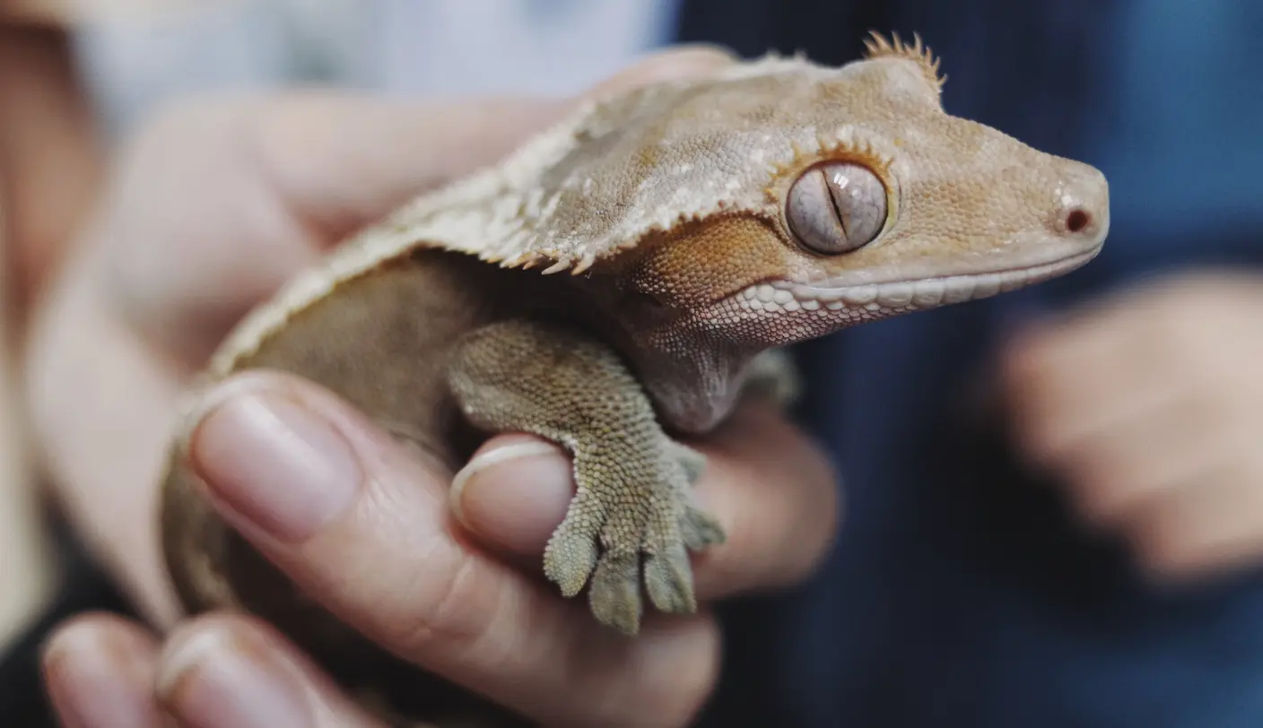 Is it possible to train an aggressive Crested Gecko