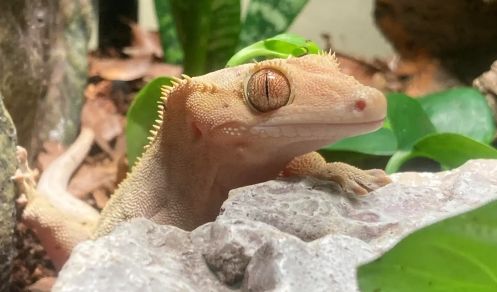 Mistakes-To-Avoid-When-Handling-Your-Crested-Gecko