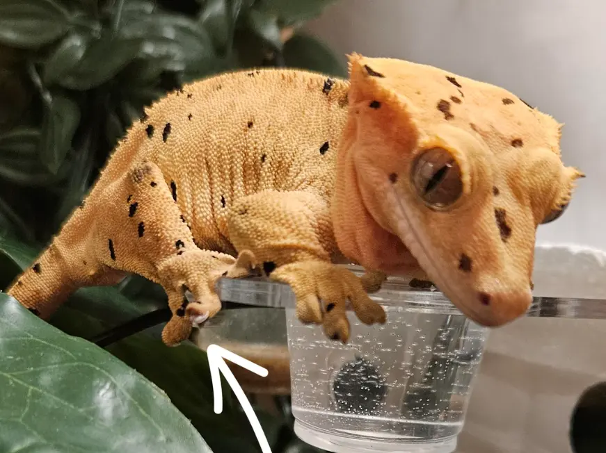 Should I cut my crested gecko's nails