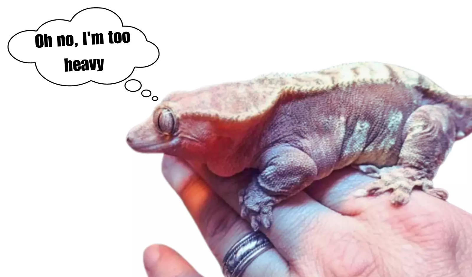 fat crested gecko treatment