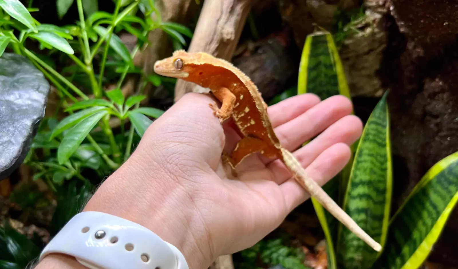 Things-You-Should-Never-Do-to-Your-Crested-Gecko