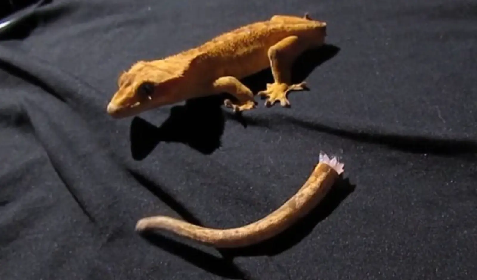 What-Happens-If-A-Crested-Gecko-Loses-Its-Tail