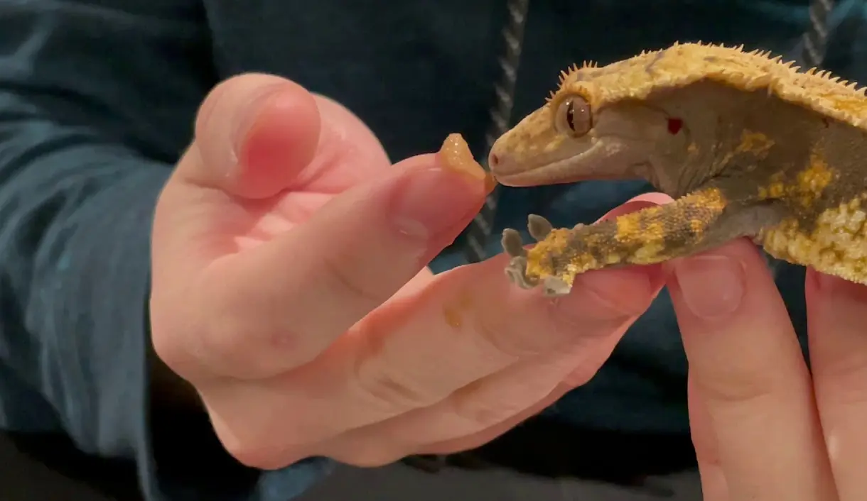 What’s the average lifespan of a Crested Gecko