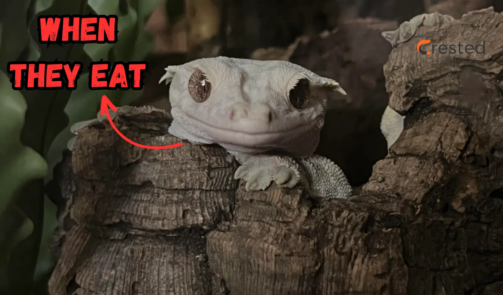 When Do Crested Geckos Eat? (A Complete Guide)