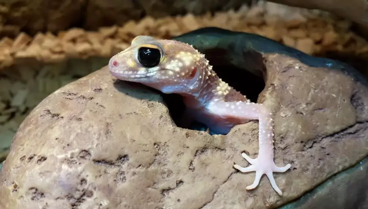 Why Crested Geckos Make Noise