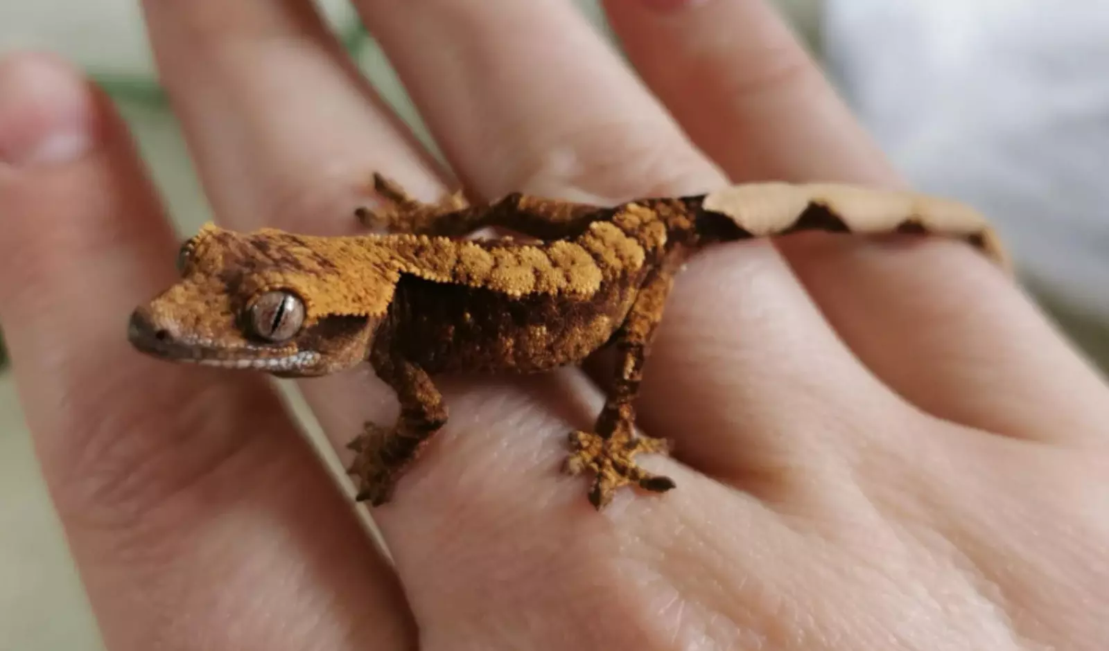 Why-Do-Crested-Geckos-Fire-Up
