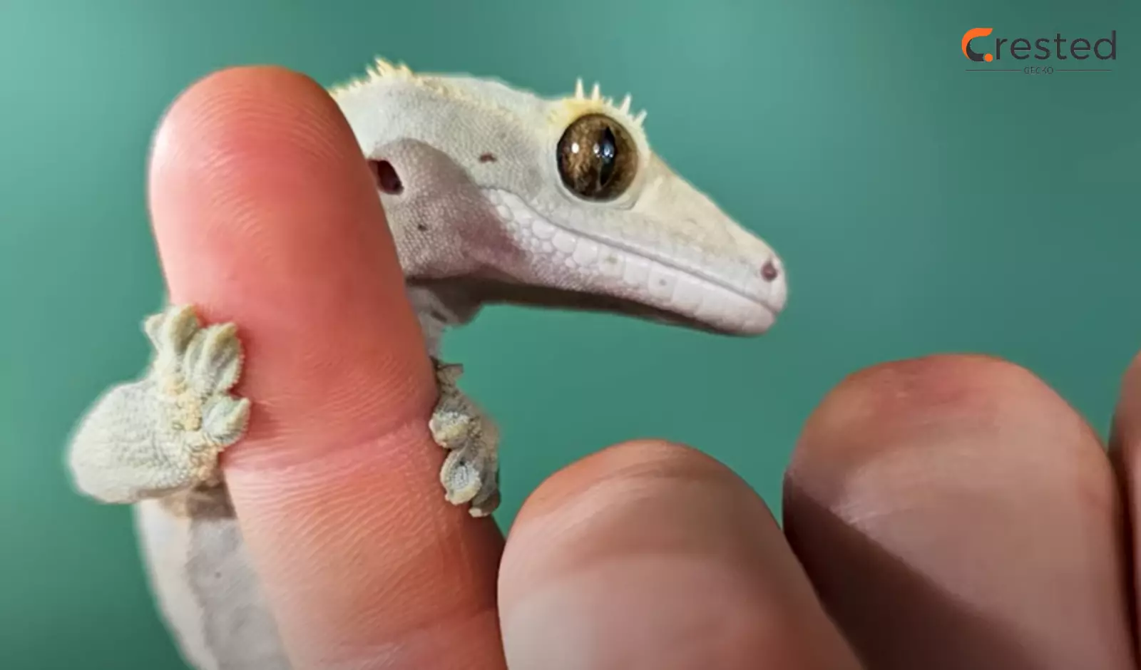 crested-gecko-biting