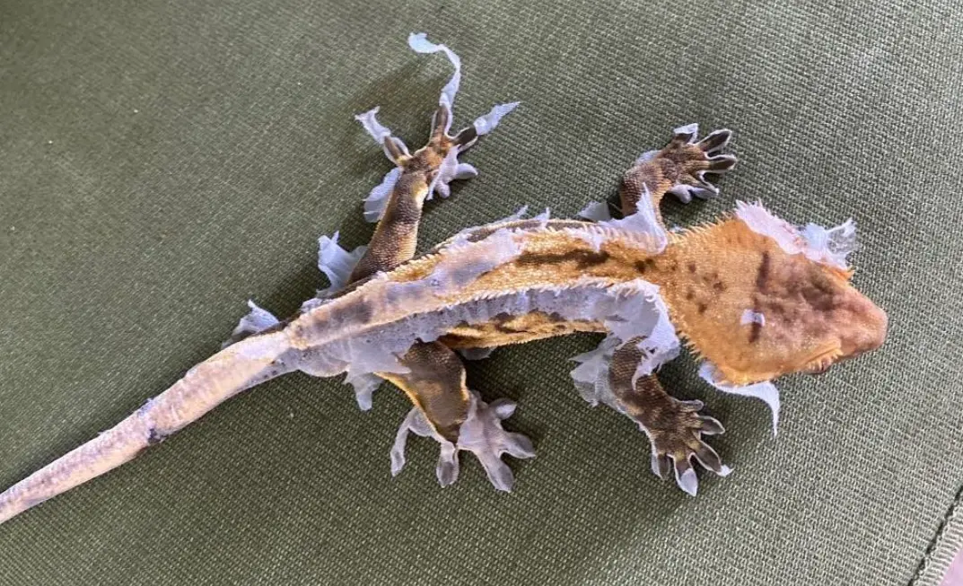 Why Is My Crested Gecko Not Shedding