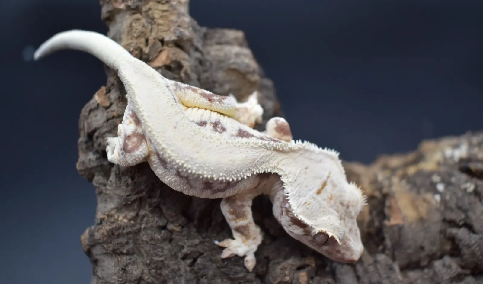 Why-Is-My-Crested-Gecko-Pale