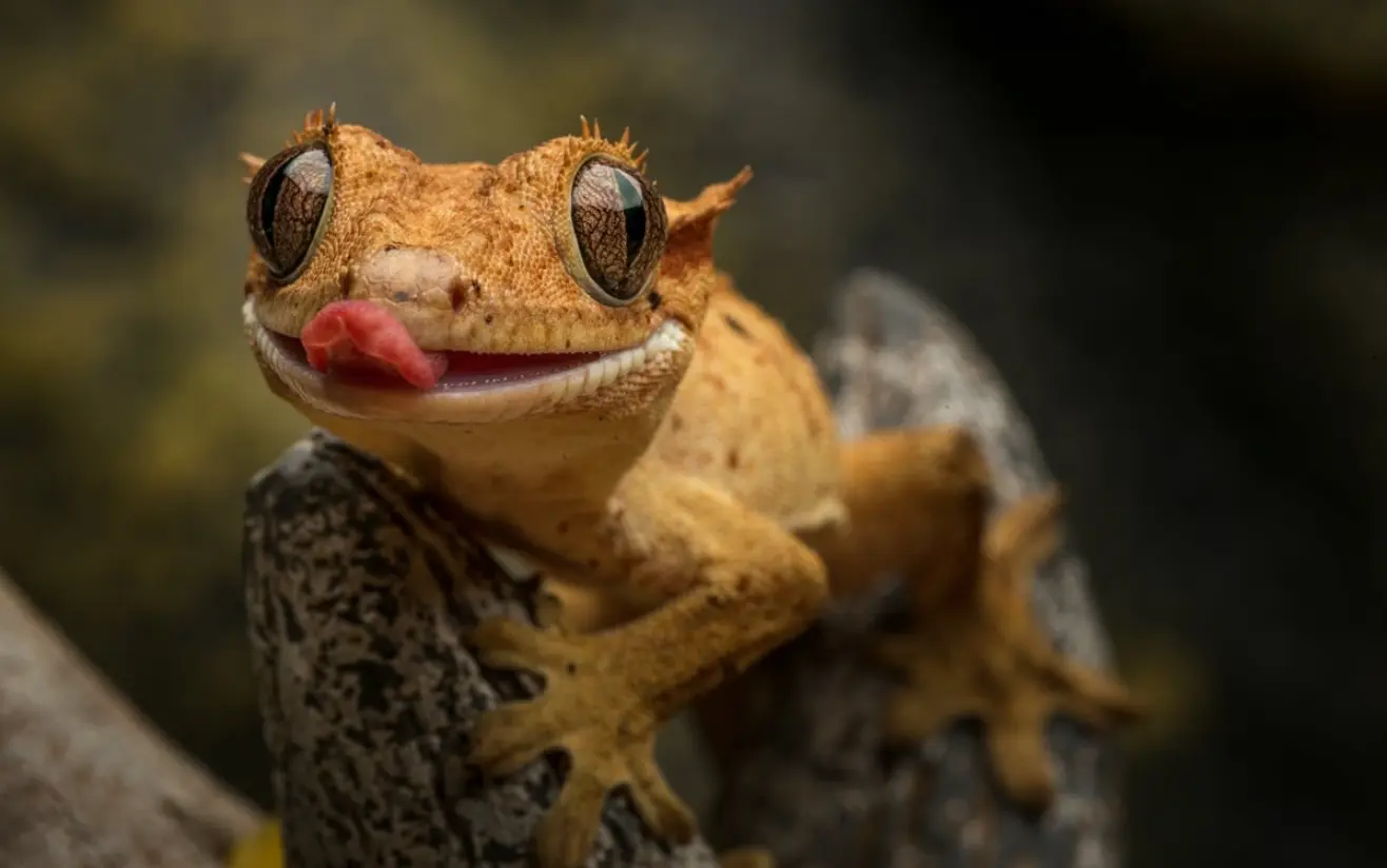 Why is my Crested Gecko Not Eating