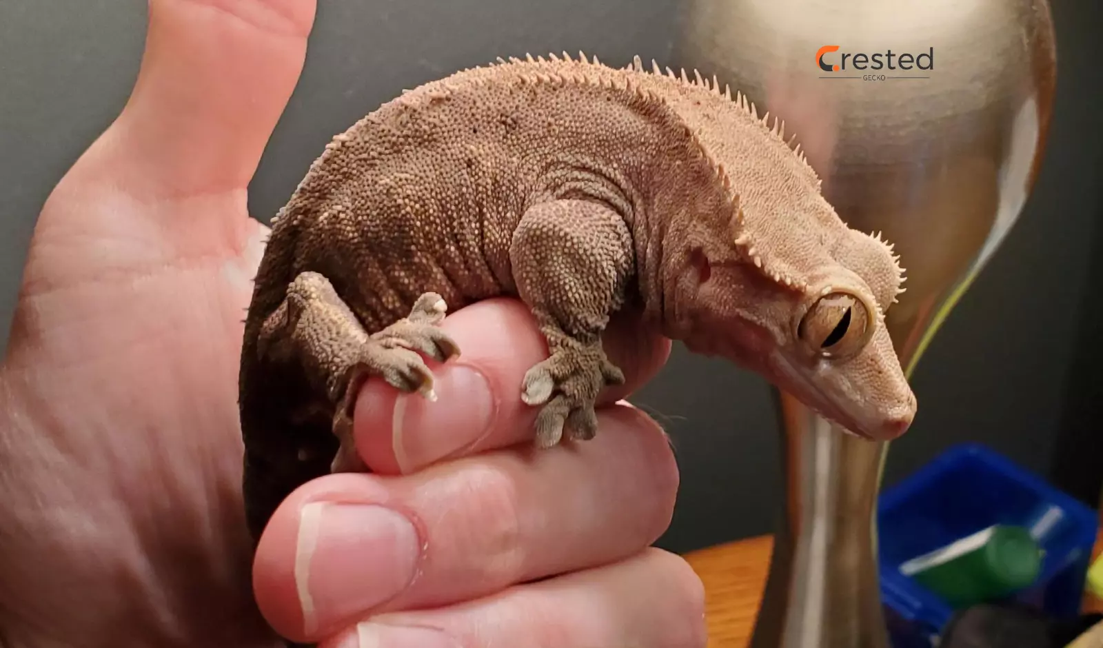 crested-gecko-handling-time