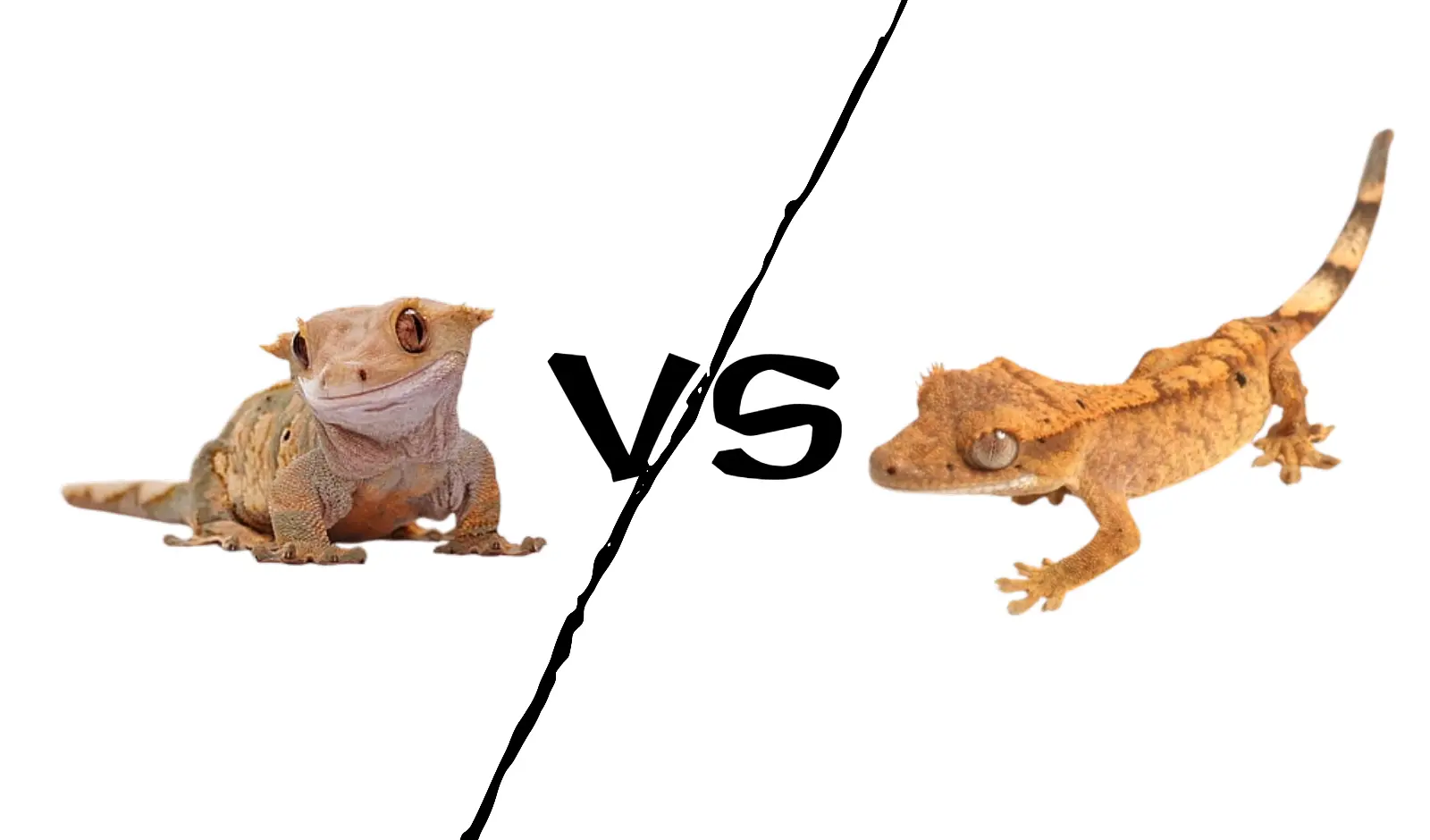crested-gecko-male-vs-female