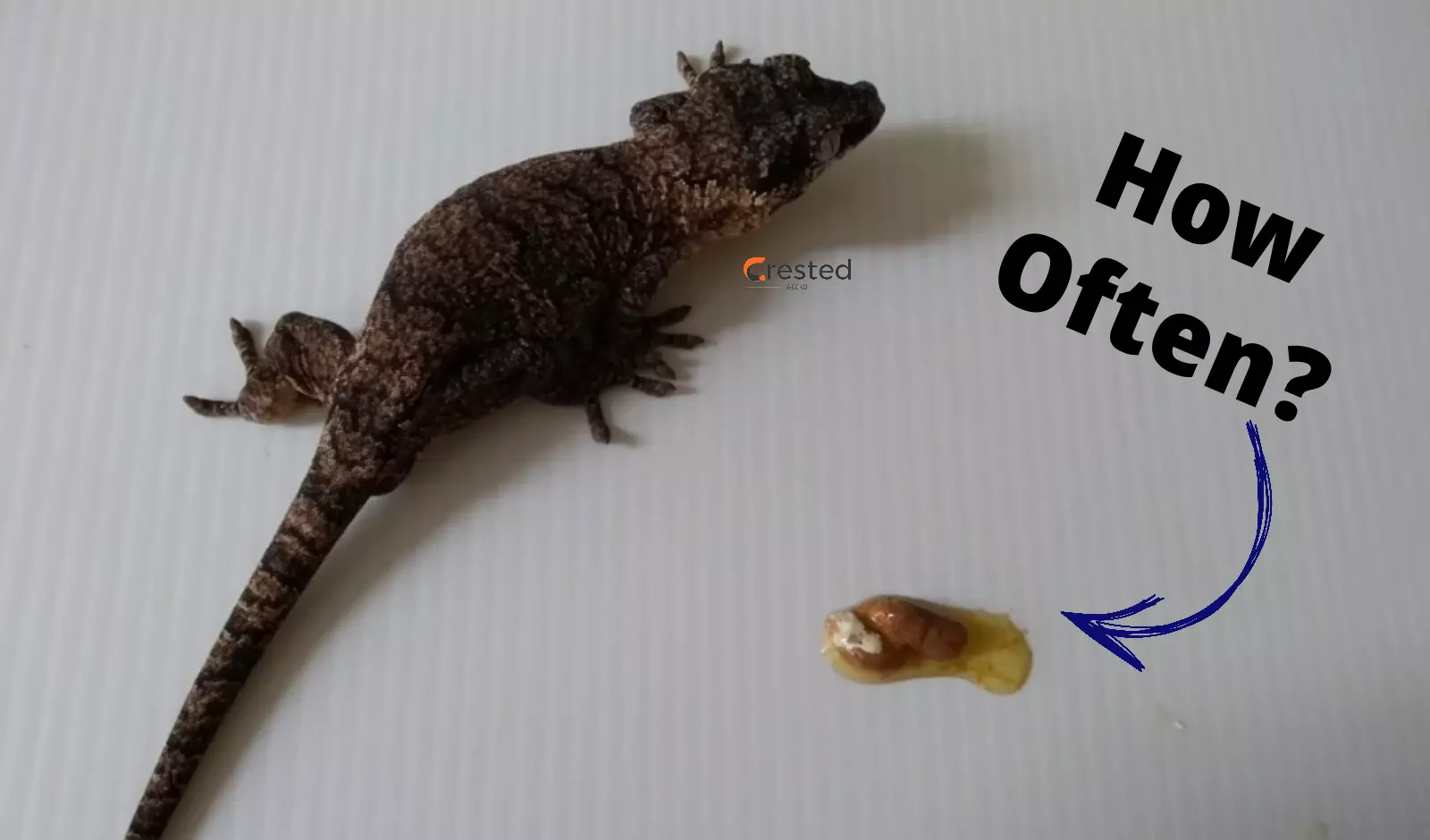 frequency-of-a-crested-gecko-poop