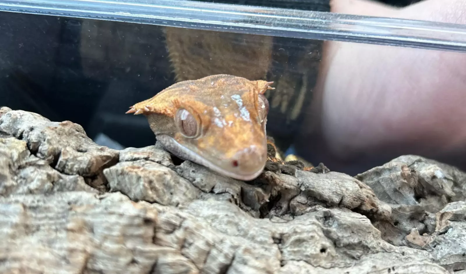 how-to-search-for-a-lost-crested-gecko