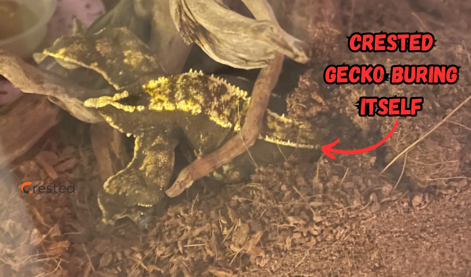 why-Crested-Gecko-Burying-Itself