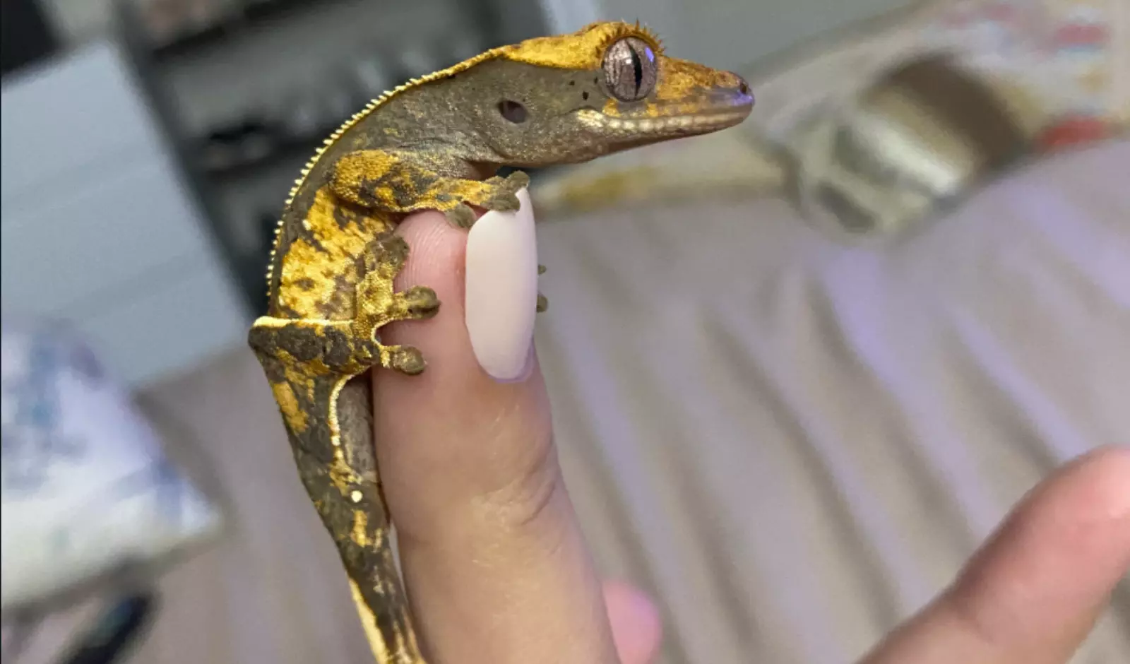why-your-crested-gecko-not-letting-you-handle-her